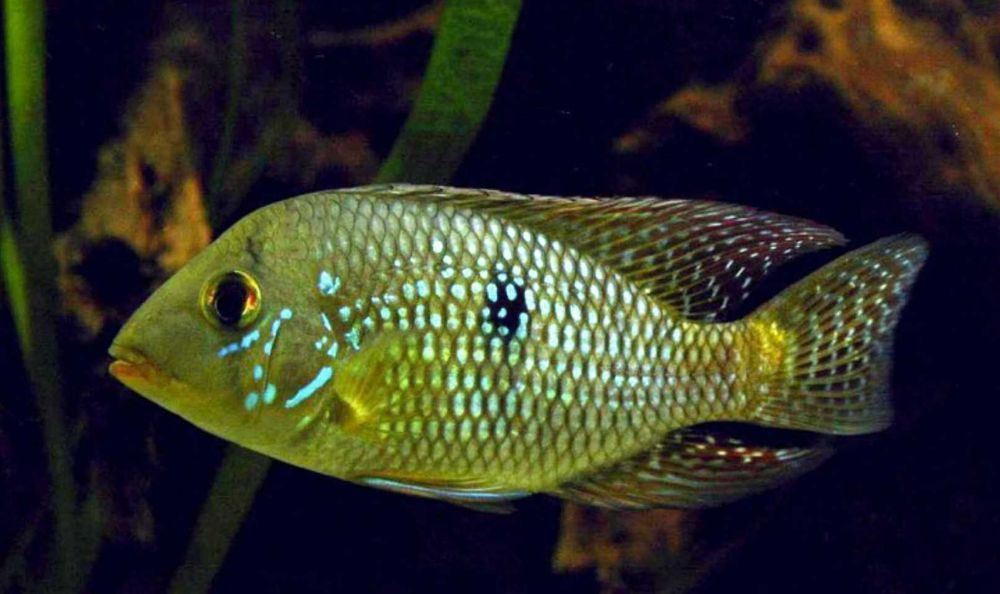 Ziemiojad Geophagus Iporangensis - SKALMAR Sklep Akwarysty