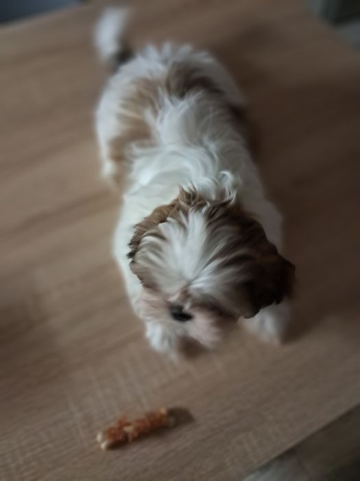 Sĥih tzu chlopiec rodowód urodzony 26 wrzesien