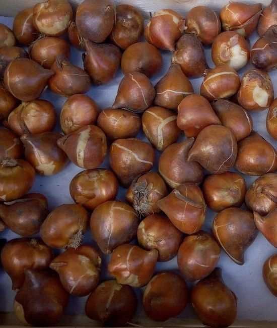 Tulipany czerwone Red 30 cebulek za 42 zł