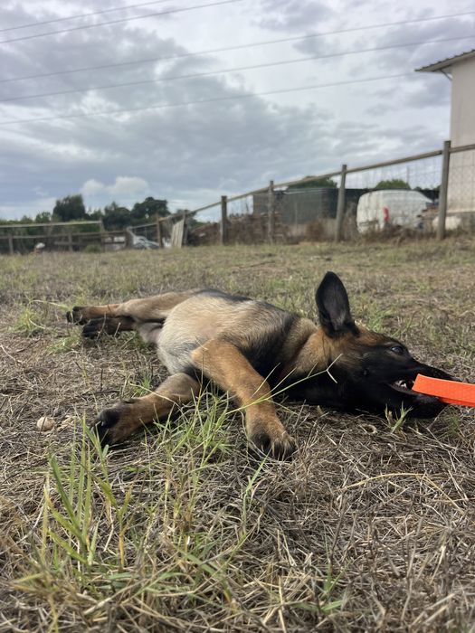 Pastor Belga Malinois