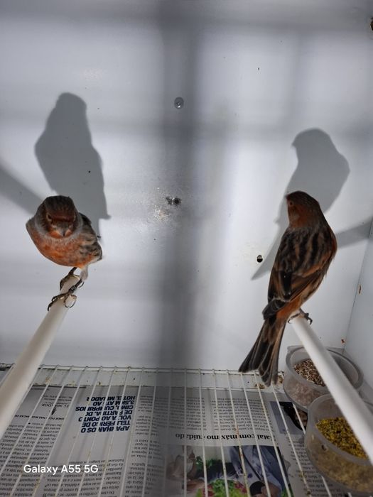 Canarios para venda 2025