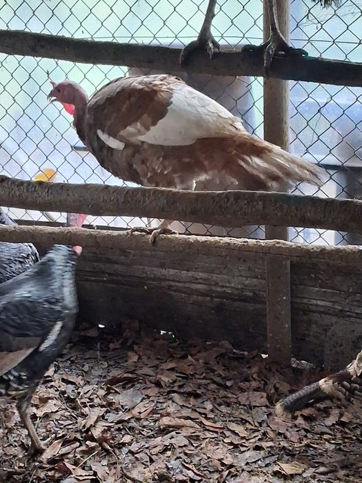 Casais de perus disponíveis para entrega