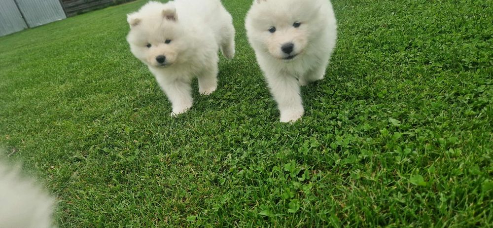 Samoyed SWKiPR-gotowe do odbioru