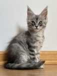 Kotka Maine coon rodowod fpl + wyprawka
