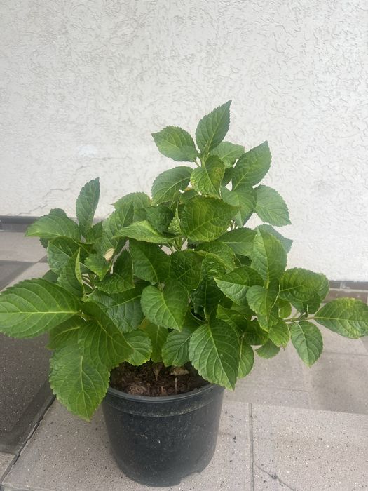 Гортензия крупнолистнвя