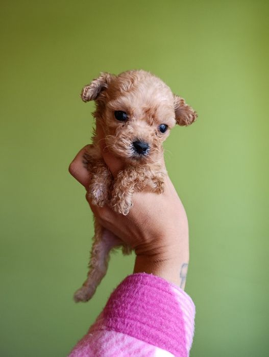 Maltipoo szczeniak f1b , mama maltipoo tata pudel