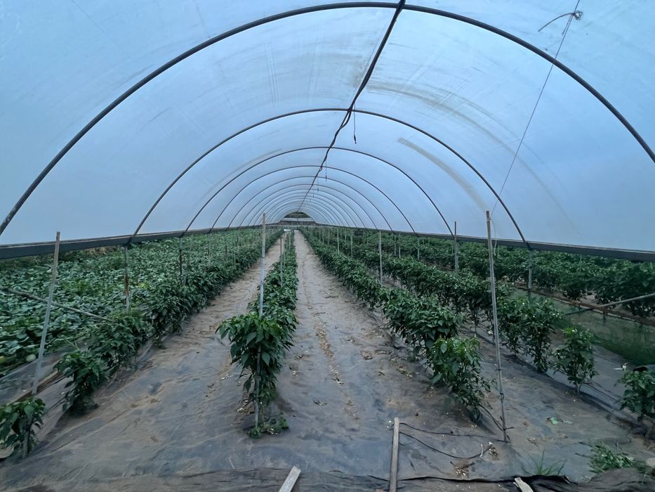 Estufas agrícolas