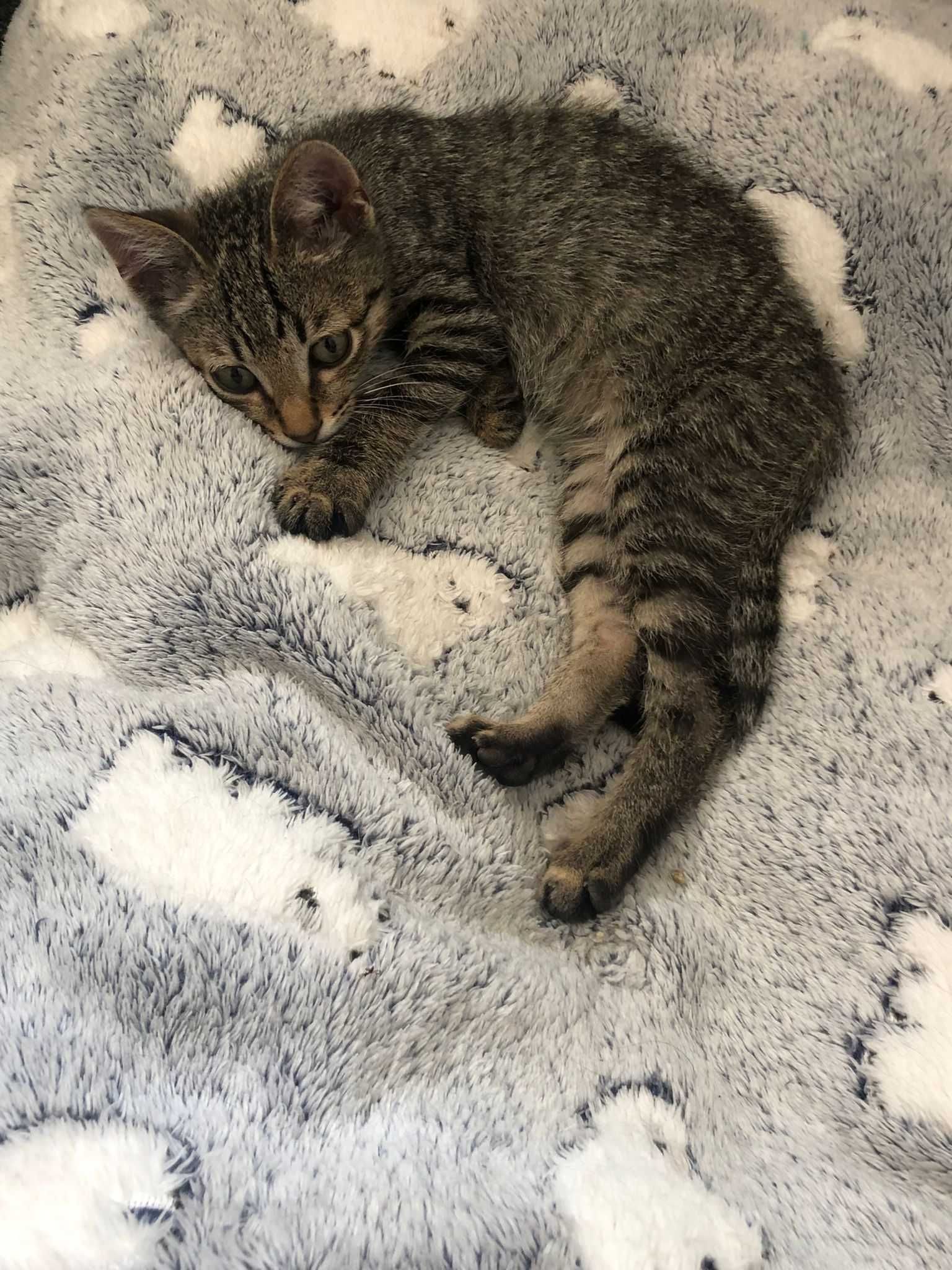 Dá-se gatinho bebé