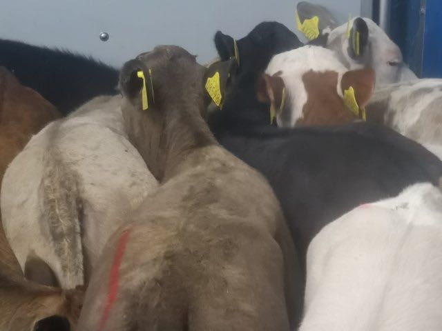 Cielaki mięsne byczki jałóweczki