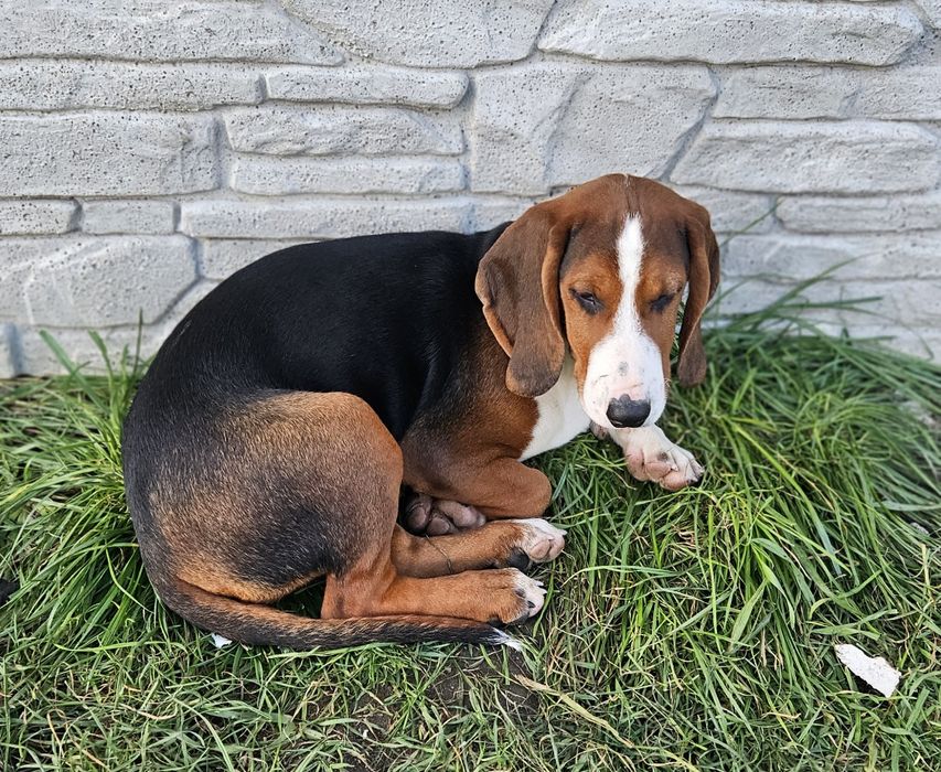 Gończy Serbski Trójkolorowy (posokowiec  Gończy Polski) szczeniaki