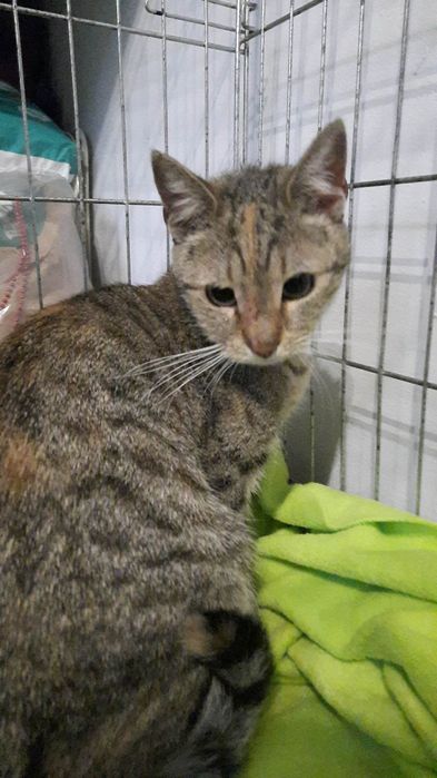 Adopcja koteczki 10 miesiecy