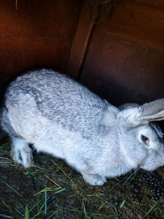 Sprzedam Króliki