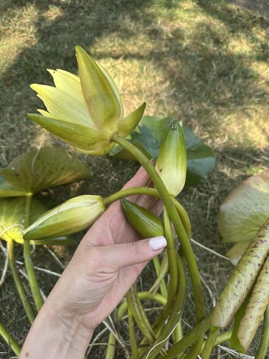 Лілії,німфеї,водна лилия