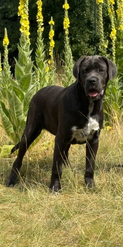Cane Corso Sunia Dixi