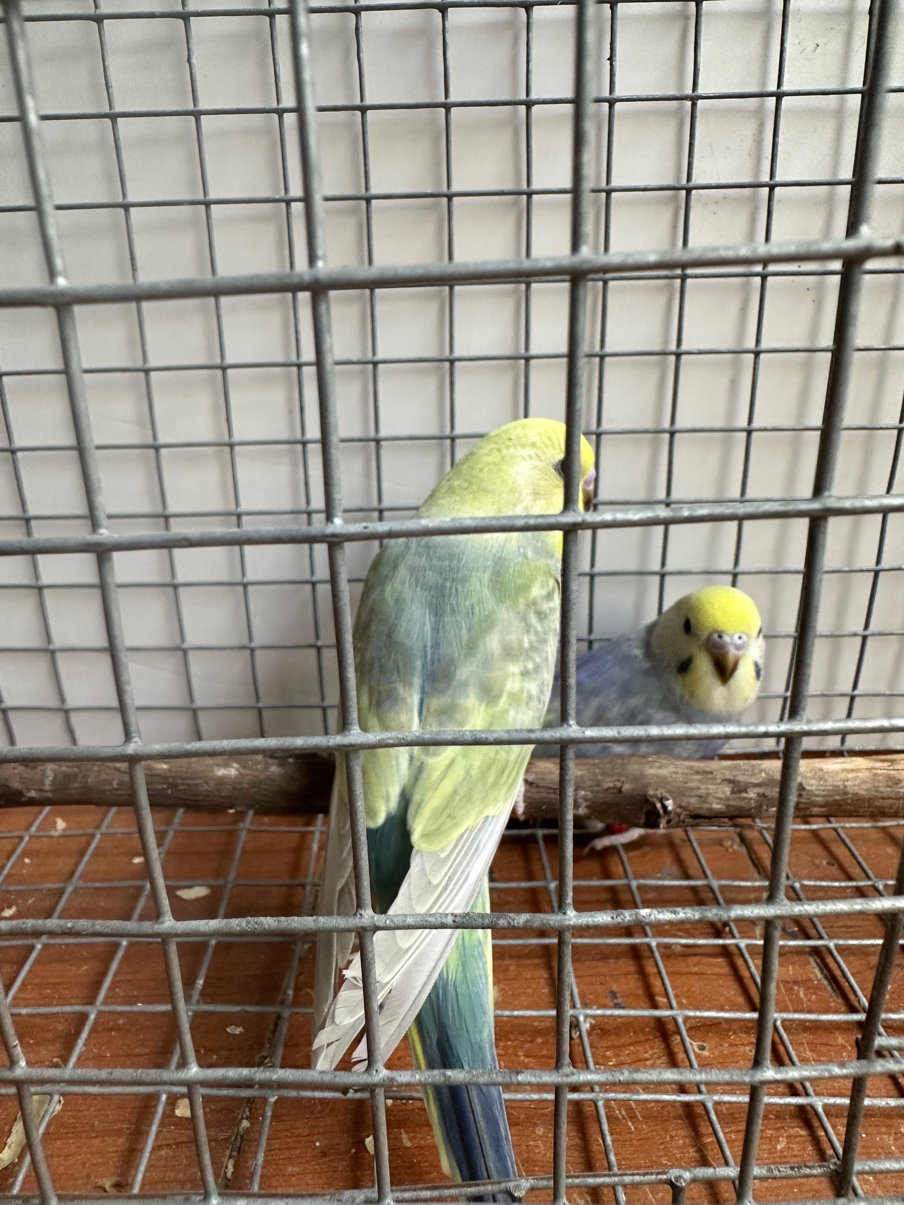 Aves anilhadas  para ceder