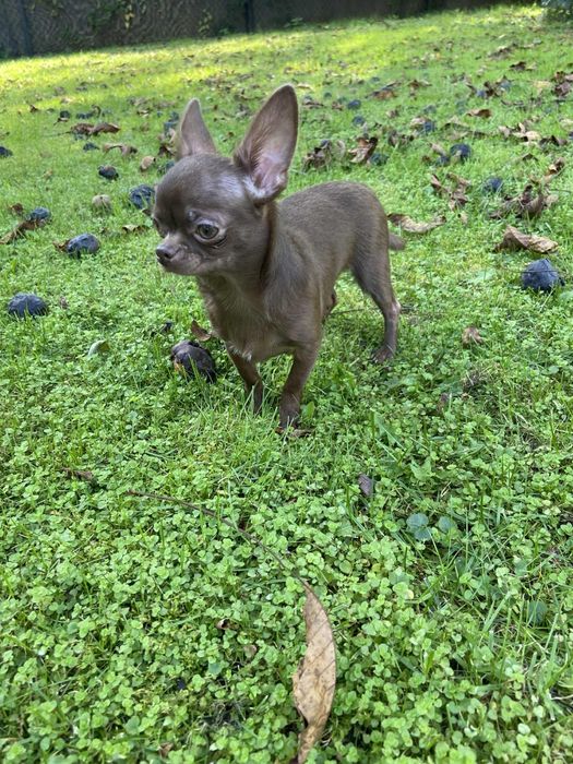 Gotowy do odbioru**TOBi**Czekoladowy chłopczyk chihuahua*