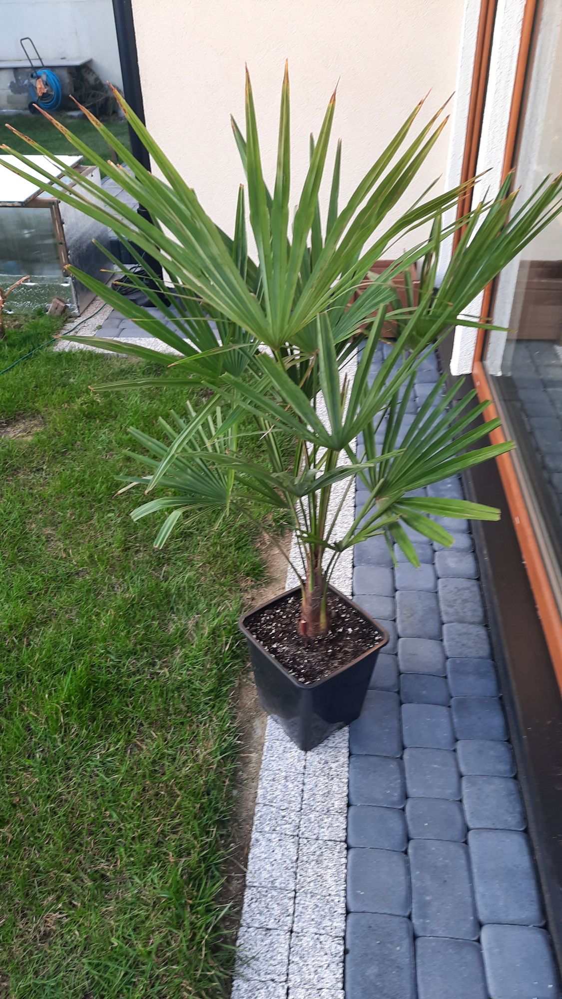 Palma mrozoodporna trachycarpus fortunei