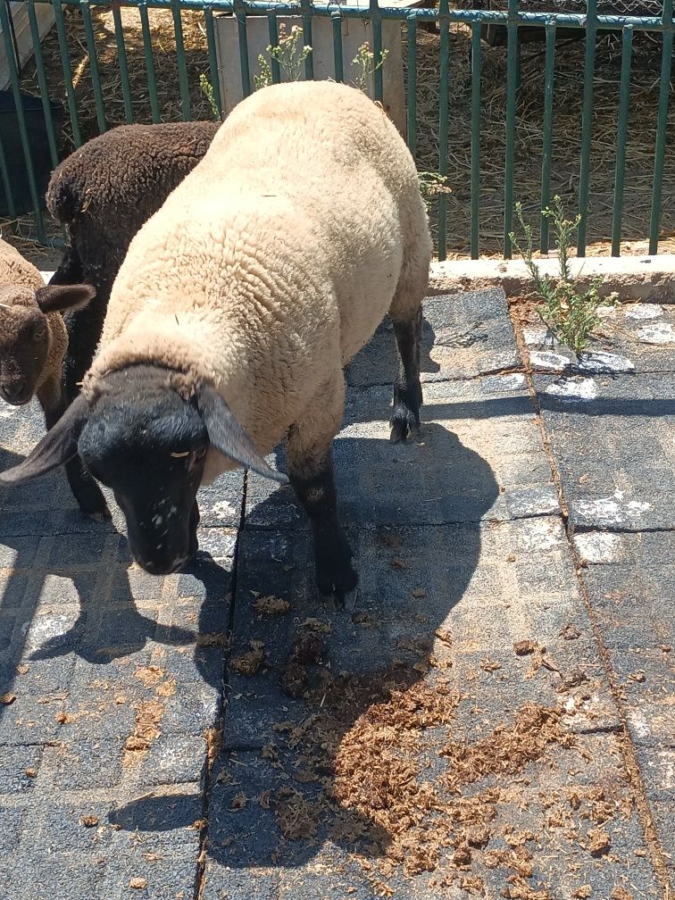 Macho Suffolk disponivel