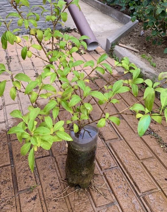 Форзиція (дорослий кущ)