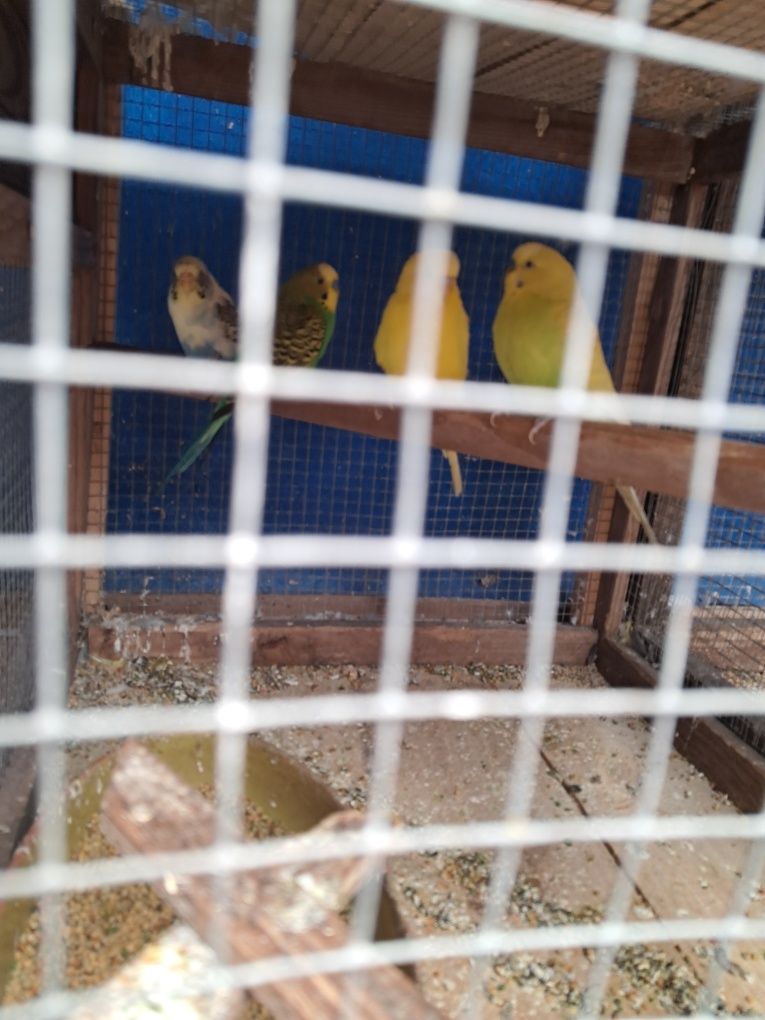 2 casais piriquitos