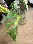 Monstera marmorata
