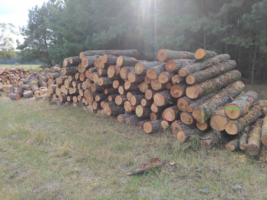 Olcha, Brzoza, Dąb, Buk, Grab kominkowy