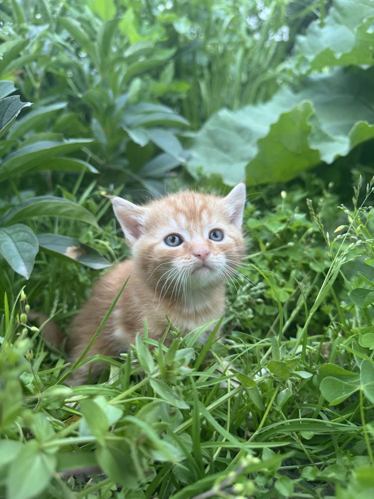 Шотланські котенята