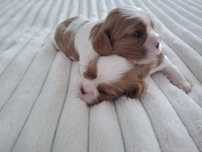 Cavalier king Charles spaniel