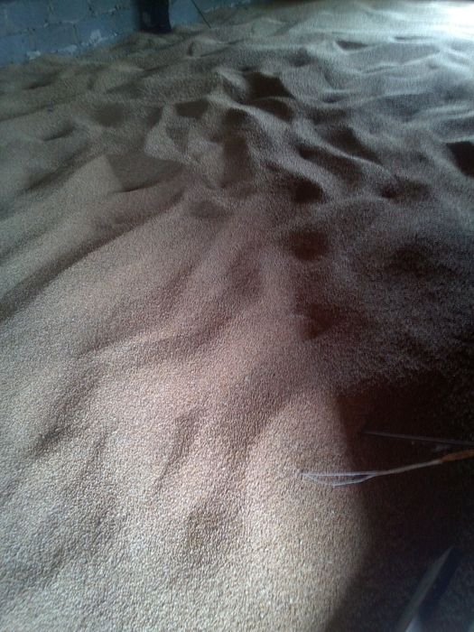 Продам домашню пшеницю