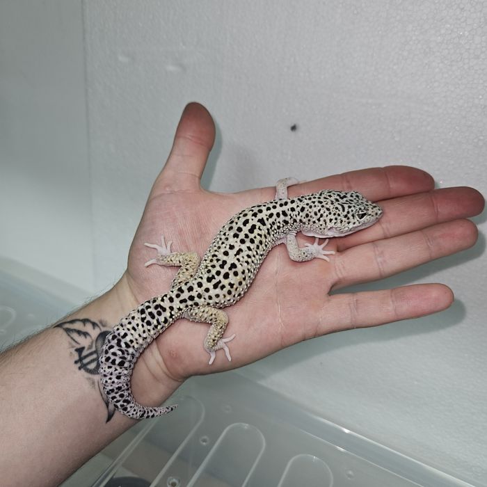 Gekon Lamparci Samiec