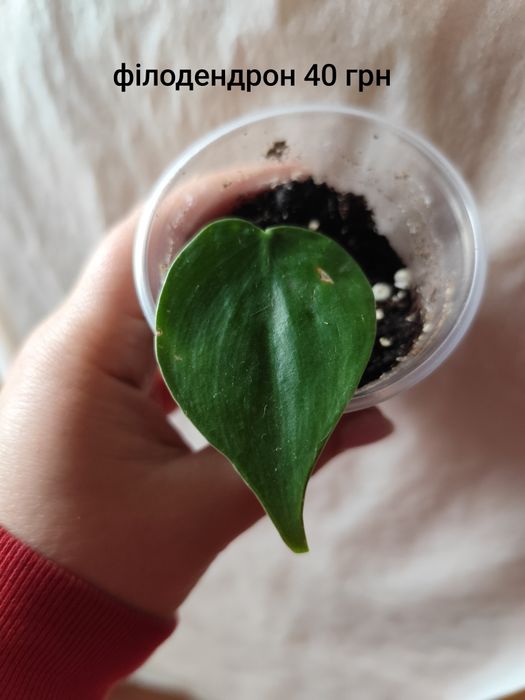 Эпипремнум, епіпремнум, сциндаптус, філодендрон неон, енджой, Глобал г