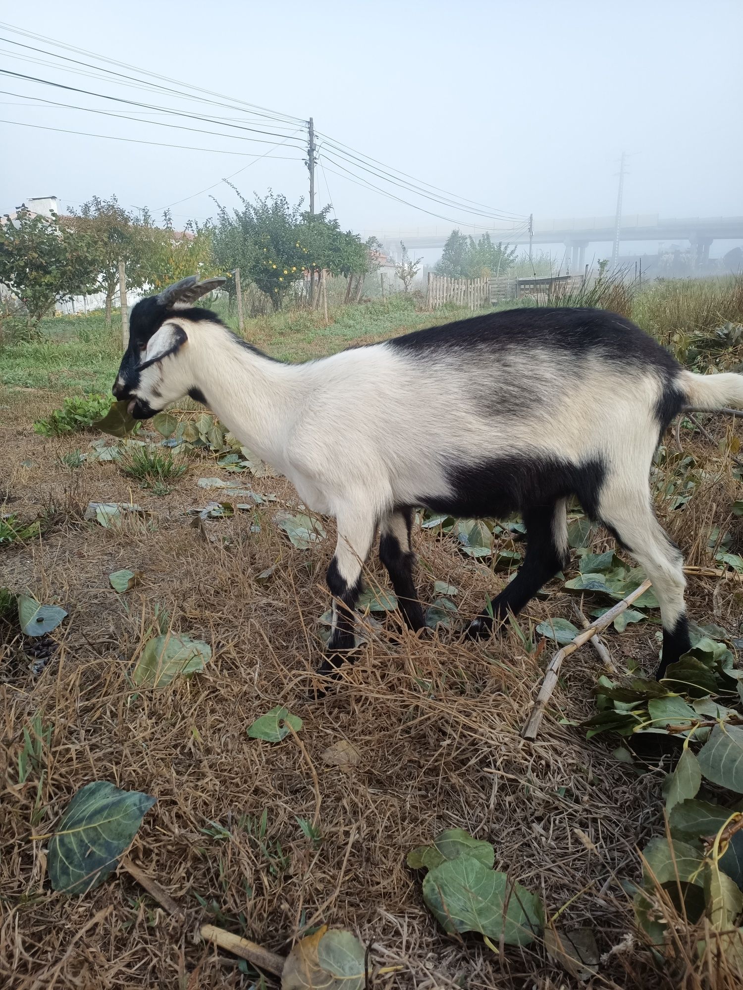 Rebanho 3 cabras e 1 bode