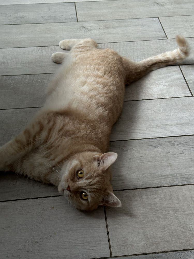 Котик и кошечка только в любящие ручки