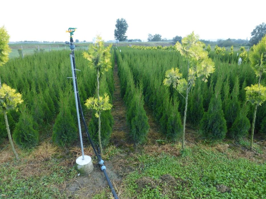 tuja Szmaragd do 170 cm Thuja Smaragd (ZAKLICZYN)