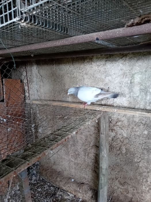 Vendo pombos coburgos