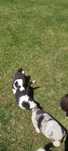 Border collie szczeniak suczka czarno biała