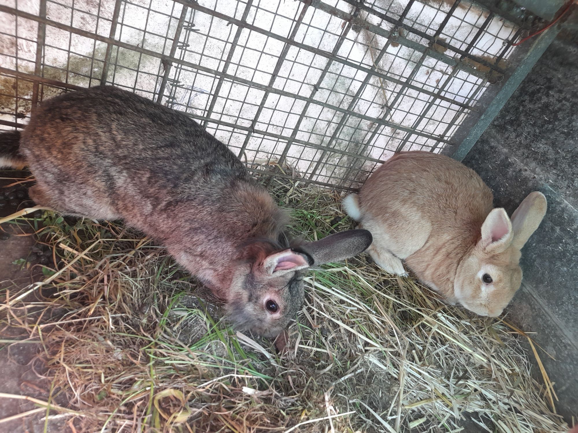 Vendo coelha cheia e macho