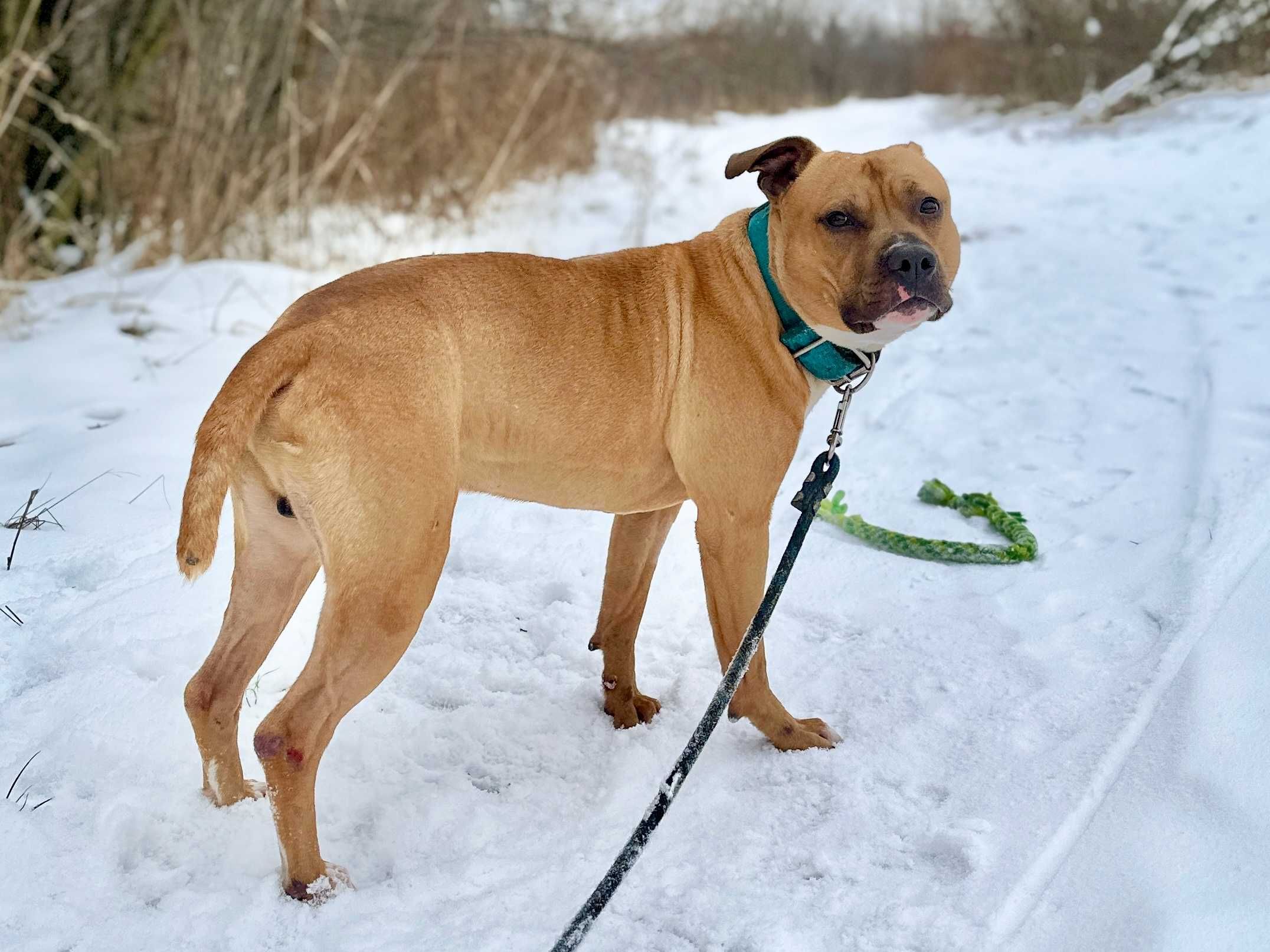 Odebrany ze skrajnie złych warunków pitbull Roki szuka domu