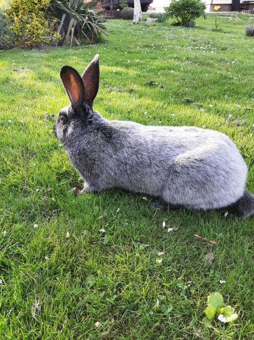 Кролі Полтавське срібло 150 гр.