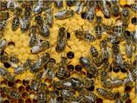 Бджоли з вуликами , бджолопакети