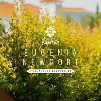 Eugenia Newport 50CM - 80/100CM - 100/150cm - 200/250cm
