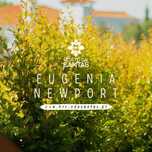 Eugenia Newport 50CM - 80/100CM - 100/150cm - 200/250CM - 300/400CM