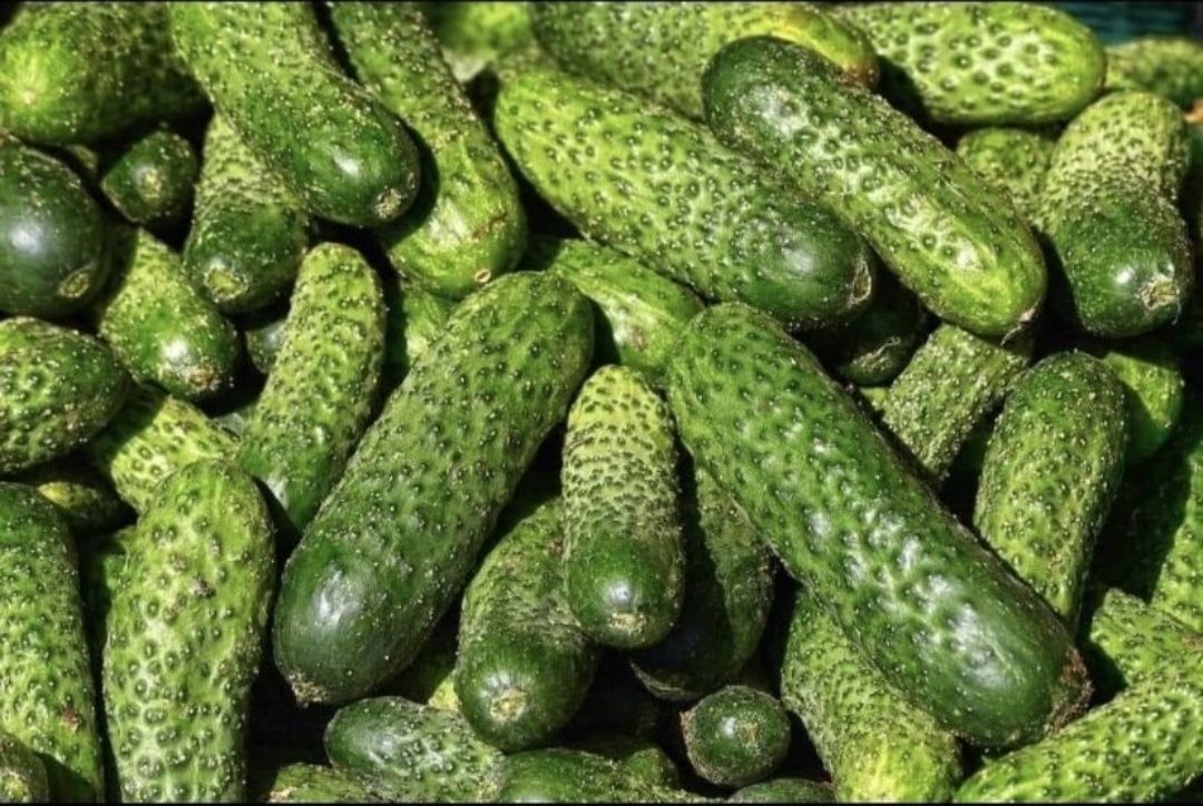 Продам огірки домашні