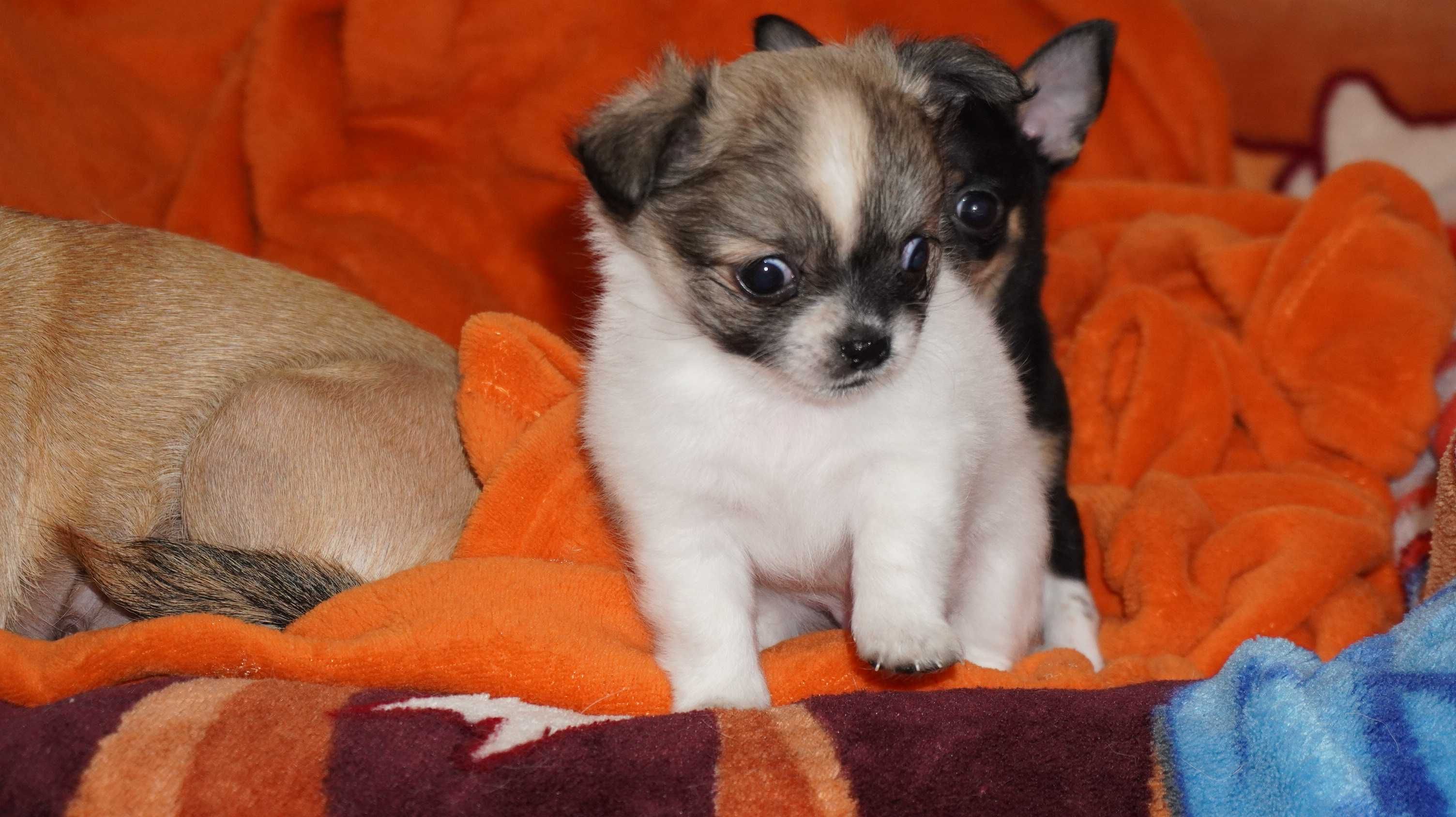 Prześliczny piesek rasowy - Chihuahua długowłosy  - ZKwP FCI