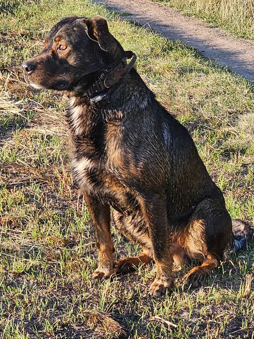 Вязка, ищим девочку