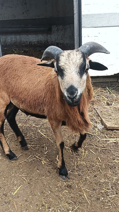 Para owiec kameruńskich