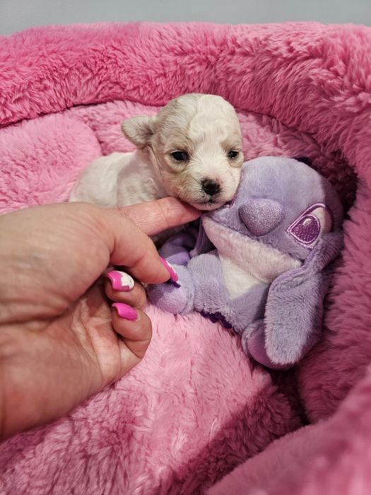 Bichon frise Cotton Monkey FCI ZkwP sunia