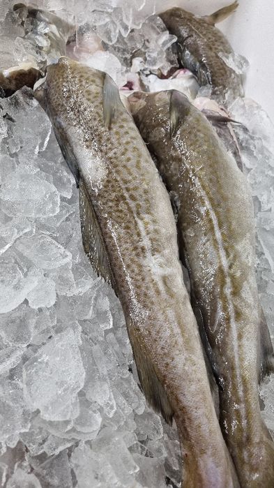 Dorsz Bałtycki świeży,mrożony