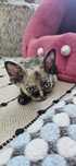 Koteczka Devon Rex