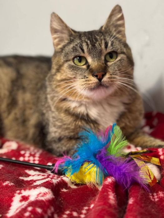 Kotka do adopcji. Westalka pragnie szczęścia